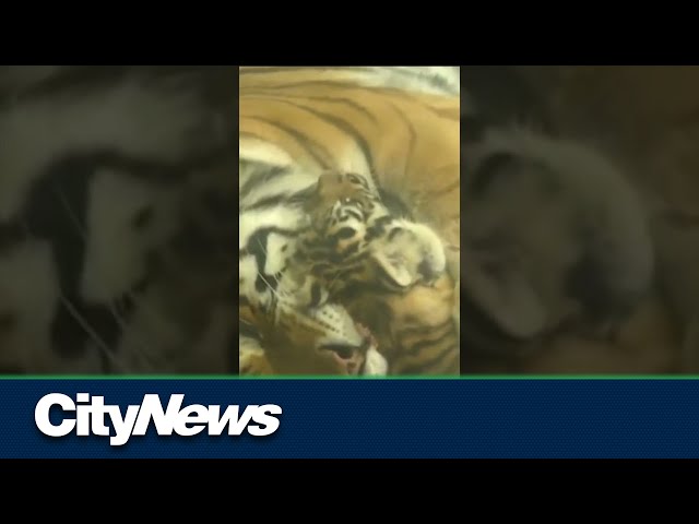 Adorable endangered Amur tiger cub plays with mom at the Toronto Zoo