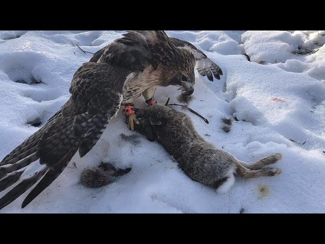 RABBIT HUNTING with a RED-TAILED HAWK!!! - FALCONRY HUNTING!!!