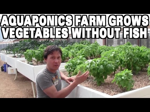 Aquaponics Farm Grows Vegetables without Fish