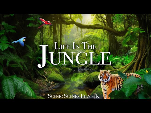 Jungle Wildlife 4K - Animals That Call The Jungle Home | Rainforest | Scenic Relaxation Film