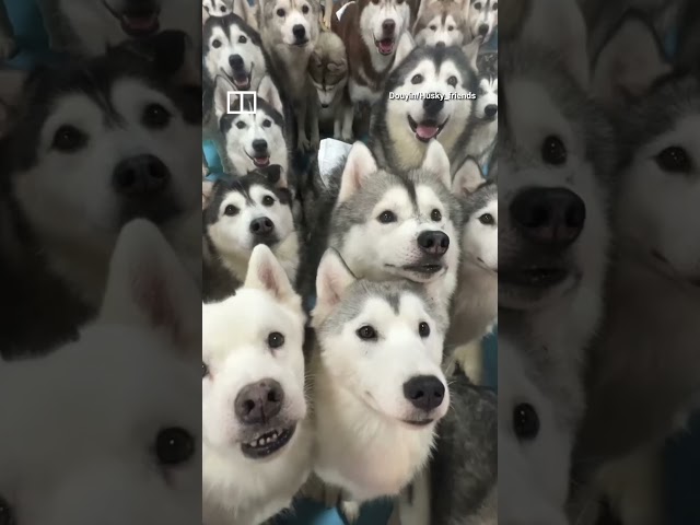 100 huskies escape from pet cafe in China #shorts
