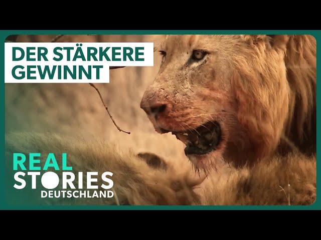 Doku: Die gefährlichsten Jäger der Savanne | Real Stories Deutschland