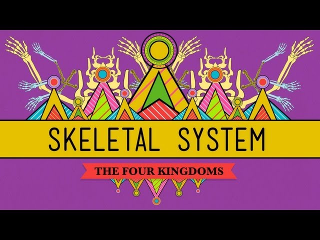 The Skeletal System: It's ALIVE! - CrashCourse Biology #30