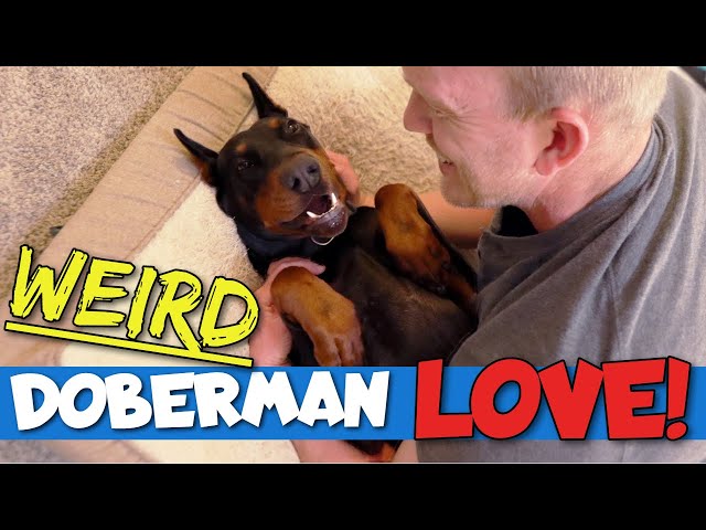 17 Weird Ways Dobermans Show Their Love