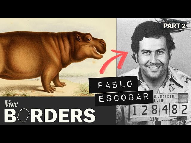 How this drug lord created a hippo problem in Colombia
