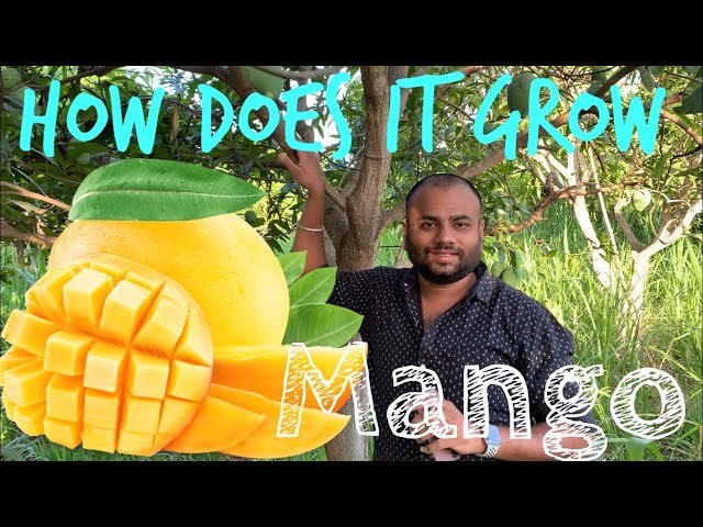 How does it grow :- MANGO || How to increase fruits on mango trees || Farming engineer ||