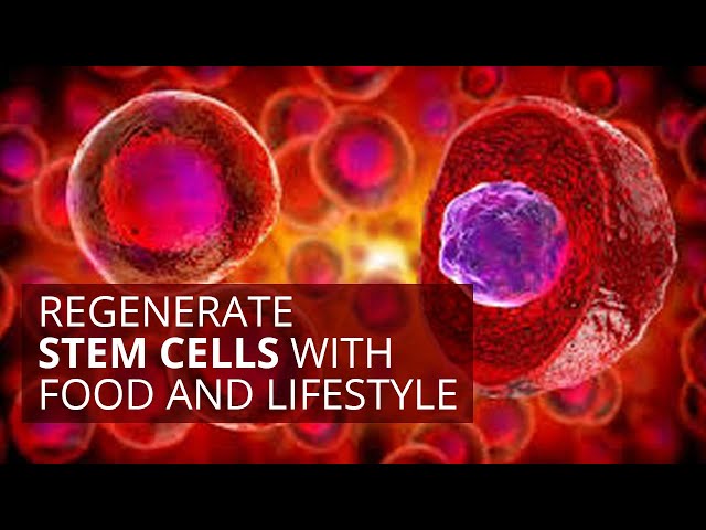 Regenerate Stem Cells with Food and Lifestyle