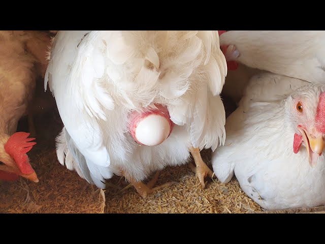 Chicken laying an egg close up ! - 4K