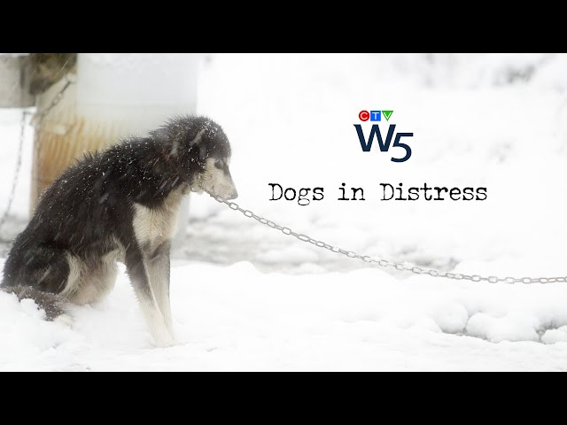W5: Uncovering the shocking treatment of sled dogs in Canada