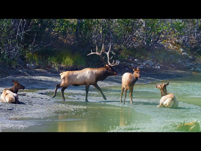One Magnificent Bull Elk's Journey Through the Elk Rut
