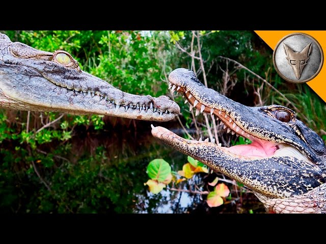 Alligator vs Crocodile!