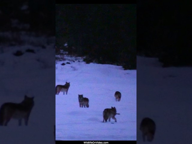 First Light Exposes a Wolf Pack on a Deer Carcass at the River