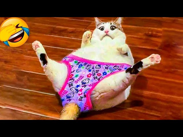 Try Not To Laugh 😄 Funniest Cats and Dogs 2024 😹🐶 Part 19
