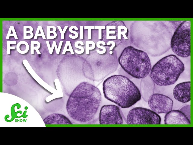 Why Viruses are Good for Wasps