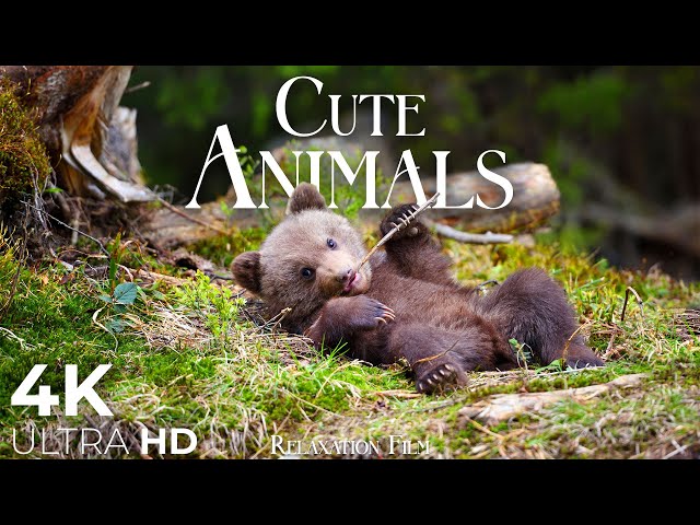 Cute Baby Animals 4K 🐻 from Around The World with Peaceful Relaxing Music - 4K Video UltraHD