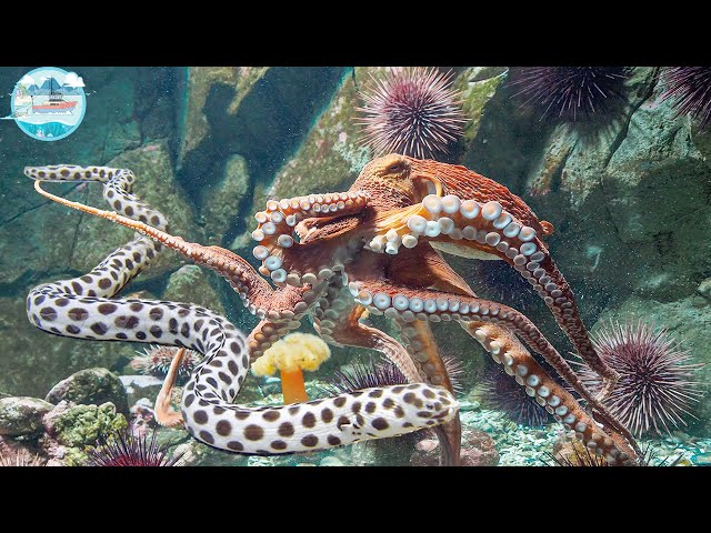 Amazing Dramatic Confrontation Of Big Octopus and Tiger Snake - Shark Attack Moray Eel Extreme Fast