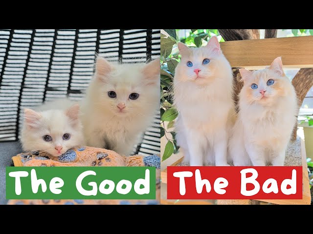 Reviewing my Ragdoll Cats after 3 Years | The Cat Butler
