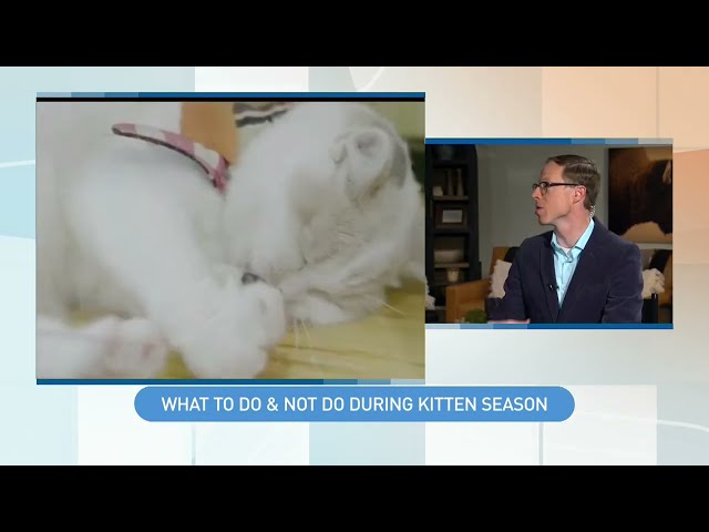 ARC: Humane Society Gives Kitten Season Advice