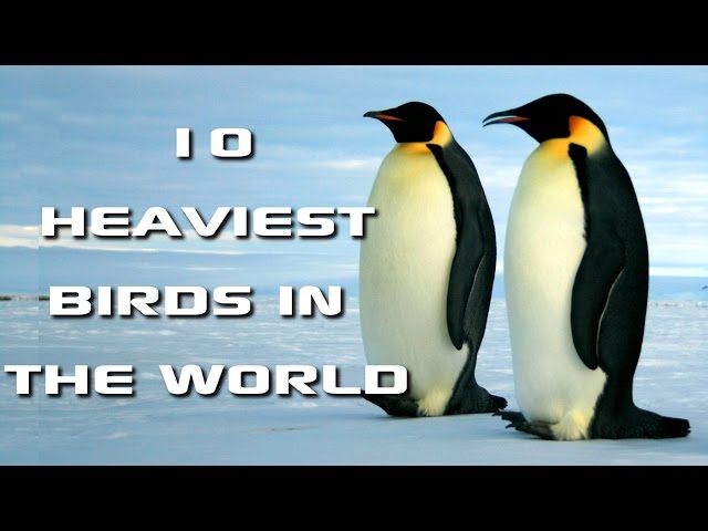 Top 10 Heaviest Birds in the World: World's Biggest Birds! - FreeSchool Creature Countdown