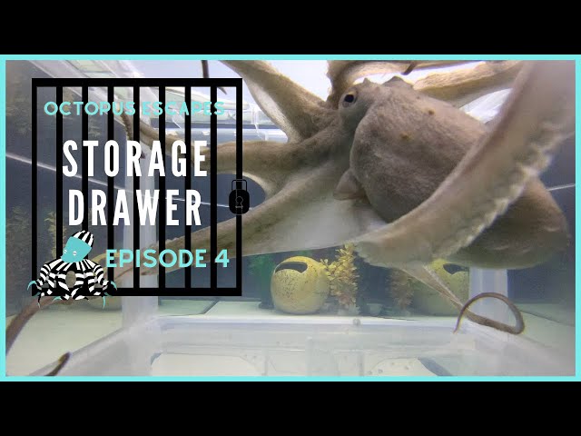 Octopus Escapes - Storage Drawer - Episode 4