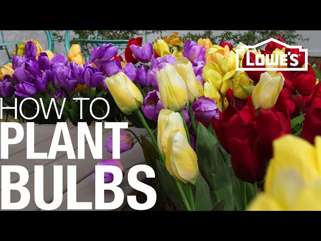 How to Plant Bulbs in the Spring or Fall