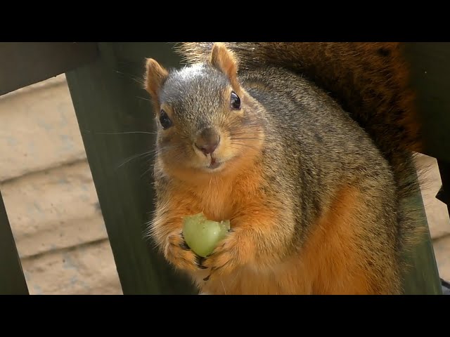 Sweetie the Squirrel Eating Grapes - Slow Motion (120fps)