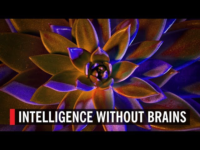 Intelligence Without Brains