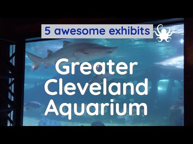 Greater Cleveland Aquarium - 5 exhibits you should see
