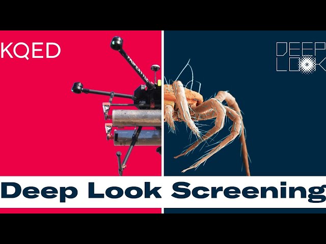 From Mites on Drones to Deadly Mushrooms – A Deep Look Screening and Q&A