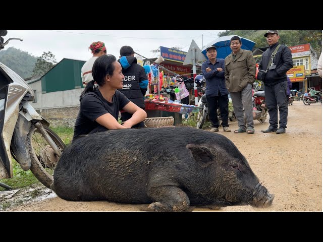 Selling black pigs for shopping and celebrating Tet, vang hoa