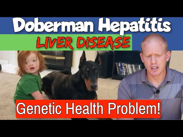 Doberman Health Issues: My Dog Died from Hepatitis (CAH) of the Liver