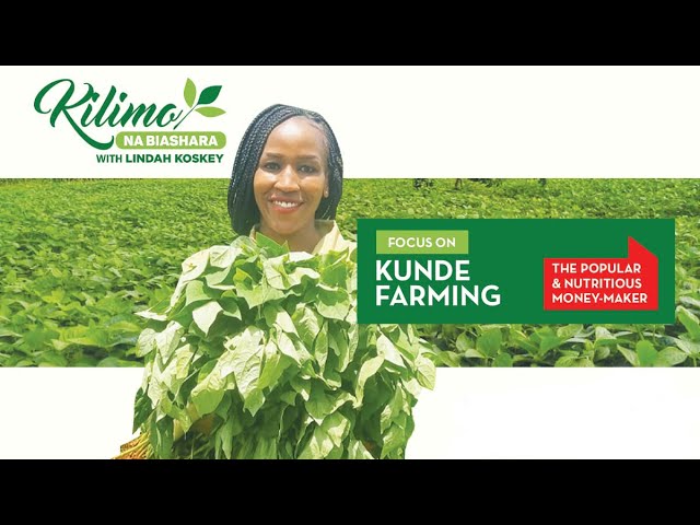 Focus on Kunde Farming | Kilimo na Biashara
