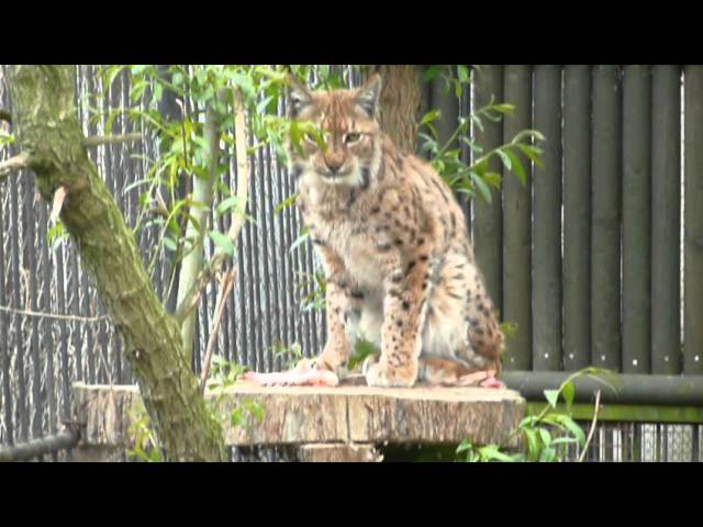 Zoo Hluboka - Rys - Lynx