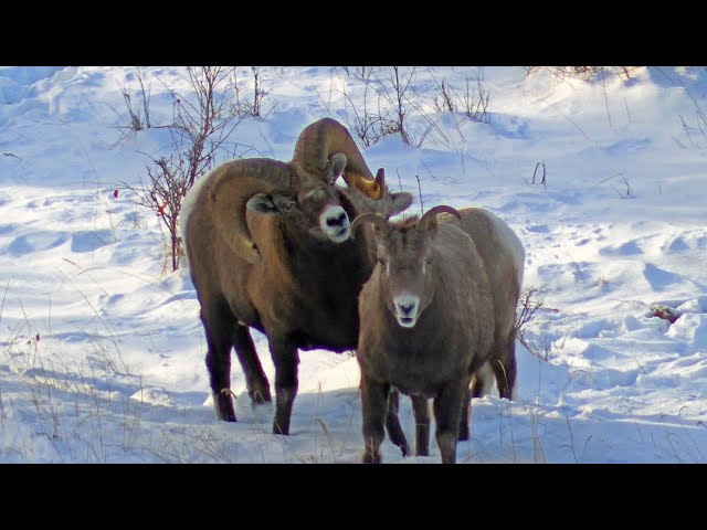 Largest Bighorn Bosses in Close Quarters to Court Ewes During the Rut