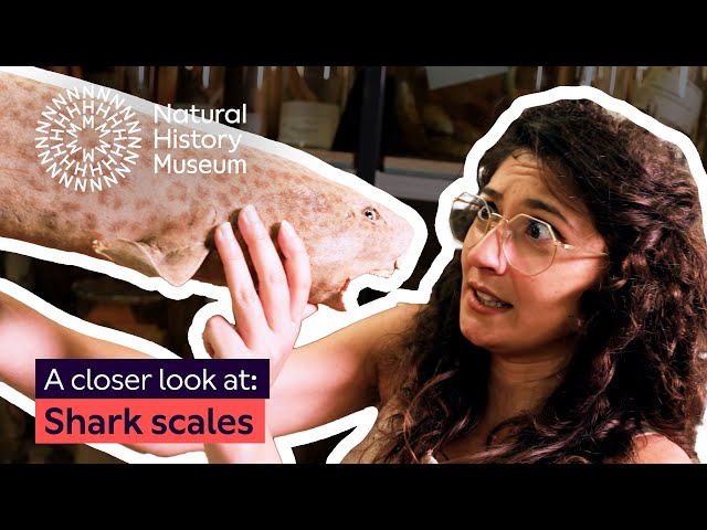 A closer look at shark scales