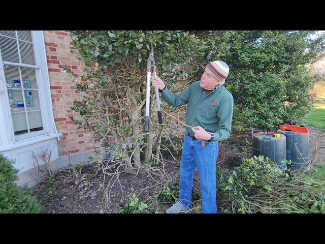 pruning English Holly, cut back overgrown hollies