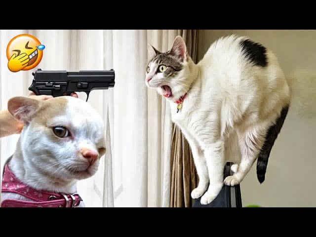 Funniest 2024🥰Cats and 🥒 Cucumbers - Awesome Funny Pet Videos 😹🐕Part 4