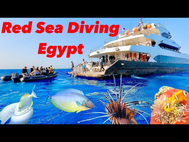 Diving in Egypt! Red Sea Scuba Liveaboard