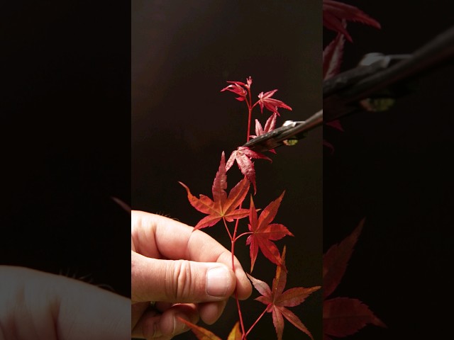 Rooting Japanese Maple Cuttings