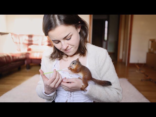 Baby Squirrel loves tickles and demands sleeping in a hoodie (Episode 2)