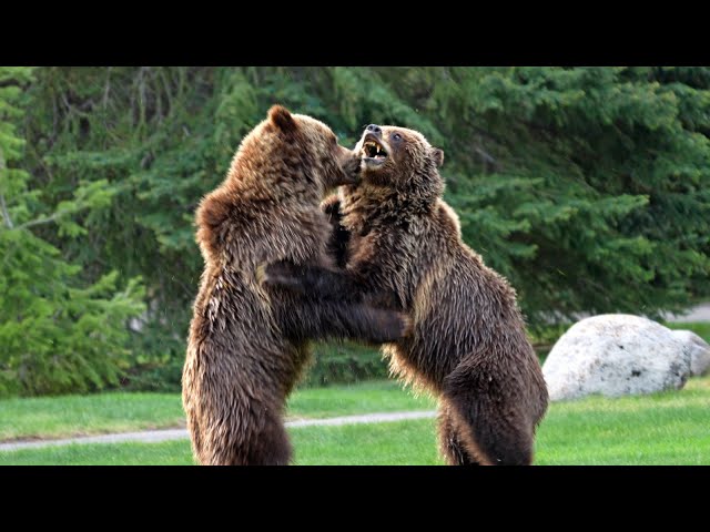 Grizzly Bear Pair Wrestling on Front Lawn of Cabins