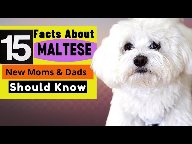 15 Important Facts  About Maltese Dogs All New & Prospective Owners Should Know!