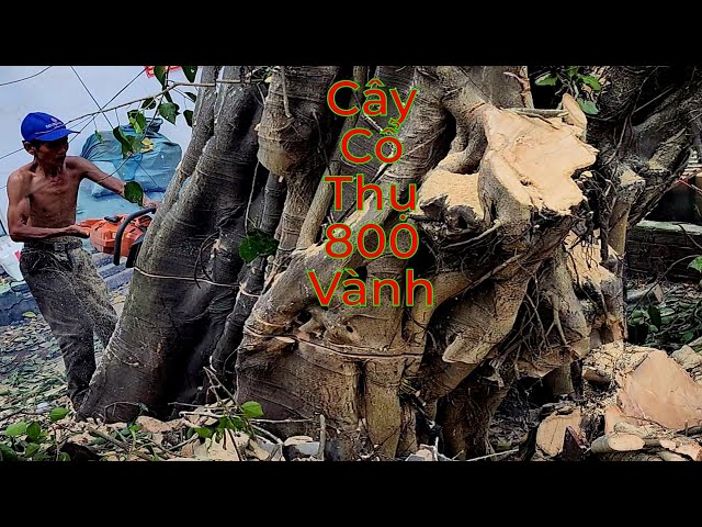 Cưa bậc gốc cây cổ thụ siêu khủng lồ /Sawing the stump of a super giant old tree | P.cuối | T420