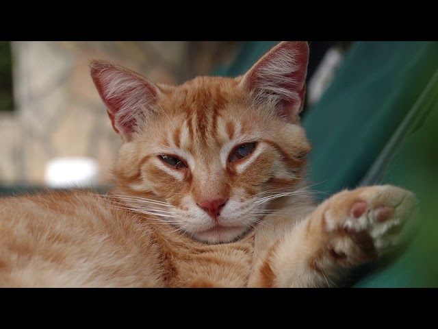 Dalyan cats and dogs 2019