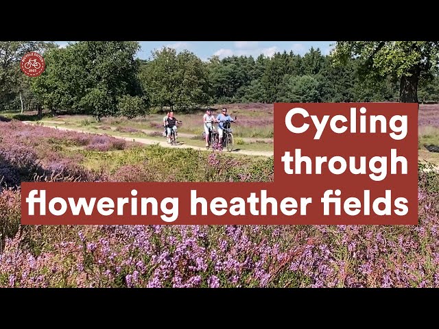 Cycling through flowering heather fields in the Netherlands
