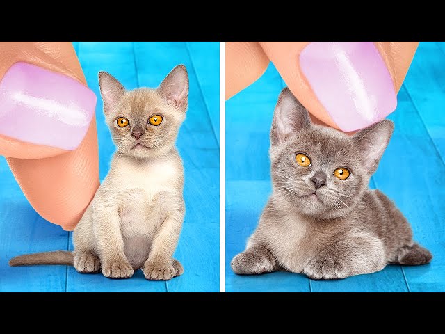 MAKE YOUR CUTE PET FEEL AMAZING || Useful Pet Hacks And Gadgets You Definitely Want To Try