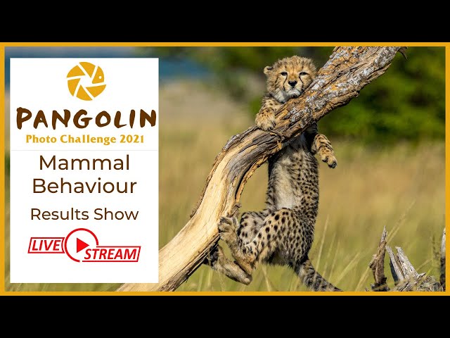 Mammal Behaviour Results Show. Pangolin Photo Challenge 2021.