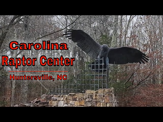 We visited the Carolina Raptor Center - Huntersville, NC
