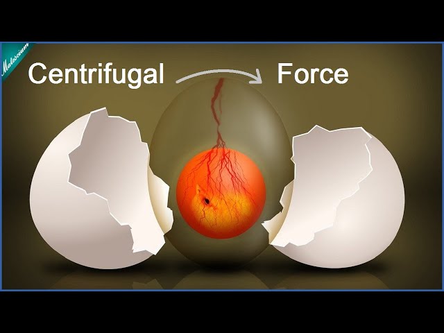 Egg vs Centrifugal Force | Matescium