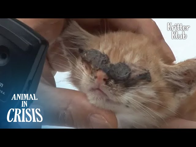 Blind Cat Wants To See His Mom | Animal In Crisis EP22